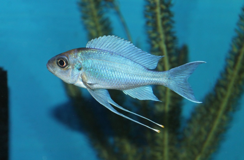 Ophthalmotilapia ventralis 'Kasanga'